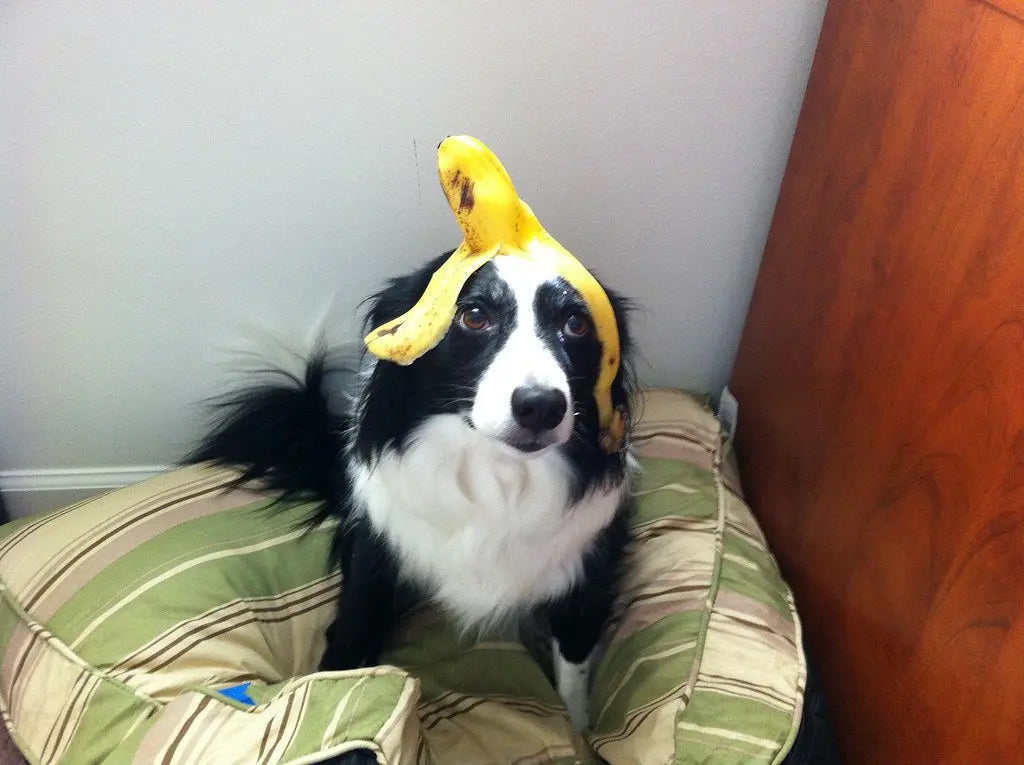 Can Dogs Eat Bananas All You Need to Know Doghealth