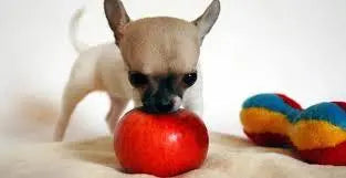 Can-Dogs-Eat-Apples-and-other-human-snack-foods Doghealth