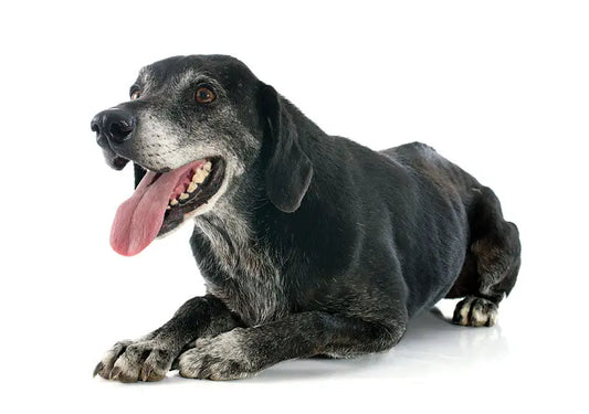 caring-for-the-older-dog Doghealth