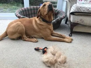 Stripping comb best sale for dogs grooming